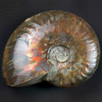 Ammoniten Cleoniceras besairiei rot irisierend Madagaskar