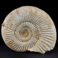 Madagaskar Ammonit Divisosphinctes besairiei
