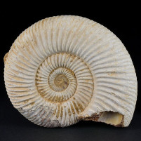 Jura Ammonit Perisphinctes - Divisosphinctes besairiei