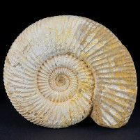 Naturbelassener Jura Ammonit Divisosphinctes aus Madagaskar
