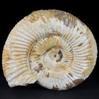 Jura Ammoniten Divisosphinctes besairiei