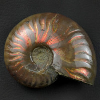 Rot schillernder Ammonit Cleoniceras aus der Kreidezeit