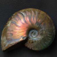 Fossilien Ammoniten rot glänzend irisierend Madagaskar