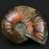 Fossilien Ammoniten rot irisierend online kaufen 