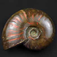 Rot glänzender irisierender Ammonit Cleoniceras besairiei
