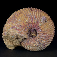 Jura Ammonit Macrocephalites madagascariensis 