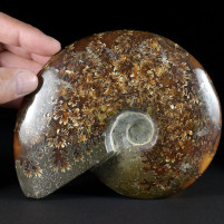 Schöner polierter Ammonit aus der Kreidezeit von MAdagaskar