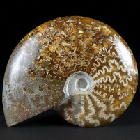 Polierter Unterkreide Ammonit Cleoniceras aus Madagaskar