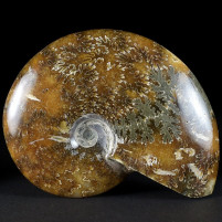 Sehr schöner Unterkreide Ammonit aus Madagaskar