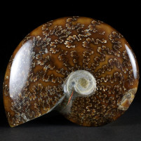 Fossilien aus Madagaskar polierter Ammonit Cleoniceras besairiei
