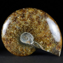 Schöner versteinerter Ammonit Cleoniceras aus Madagaskar