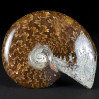 Polierter Madagaskar Ammonit Cleoniceras besairiei