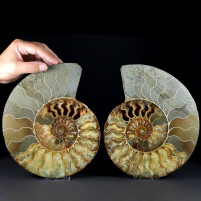 Riesiges Ammoniten Paar Cleoniceras Unterkreide von Madagaskar