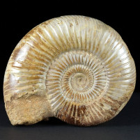 Ammoniten Madagaskar Perisphinctes Divisosphinctes Oberjura