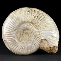 Gut erhaltener Jura Ammonit Divisosphinctes besairiei