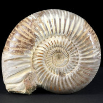 Jura Ammonit Divisosphinctes aus Madagaskar