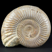Versteinerter Ammonit aus Madagaskar Divisosphinctes besairiei