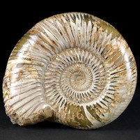 Ammoniten aus Madagaskar Perisphinctes 