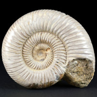 Schöner anpolierter Jura Ammonit aus Madagaskar