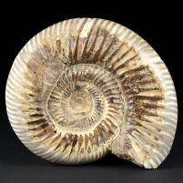 Versteinerter Ammonit aus Madagaskar
