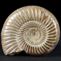 Schöner Jura Ammonit Divisosphinctes Madagaskar