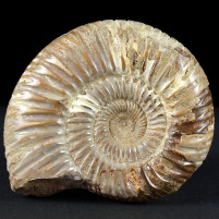 Fossilien natur Ammonit Divisosphinctes aus Madagaskar