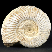 Versteinerter Jura Ammonit Divisosphinctes besairiei Madagaskar