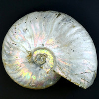 Perlmutt-Ammoniten aus der Kreidezeit von Madagaskar