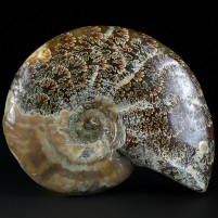 Schöner Ammonit Cleoniceras aus der Kreidezeit