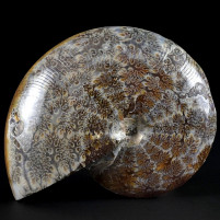 Versteinerter Ammonit Phylloceras aus der Kreidezeit von Madagaskar