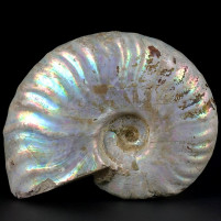 Perlmutt Ammonit Pseudosonneratia sakalava
