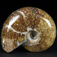Ammonit Desmoceras latidorsatum aus Madagaskar