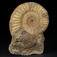 Fossilien Ammoniten aus Madagaskar