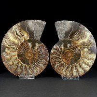 Fossilien Geschenke Ammoniten Paar Cleoniceras Madagaskar