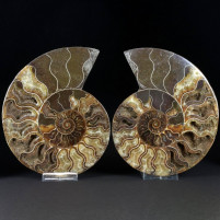 Geschenksidee versteinertes Ammoniten Paar aus der Kreidezeit Madagaskar