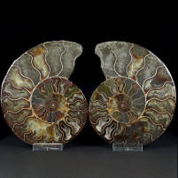 Schönes Ammoniten Paar Cleoniceras Kreidezeit von Madagaskar