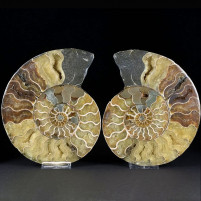 Eindrucksvolles Ammoniten Paar aus Madagaskar zum Kaufen