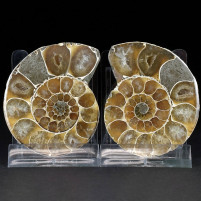 Fossilien sammlen Ammoniten Pärchen aus Madagaskar