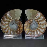 Ammoniten Paar Cleoniceras besairiei aus Madagaskar