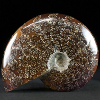 Schöner Madagaskar Ammonit Cleoniceras besairiei