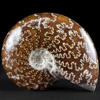 Eindrucksvoller Ammonit Cleoniceras aus der Kreidezeit Madagaskar