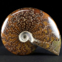 Herrlicher Madagaskar Ammonit Cleoniceras besairiei