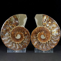 Fossilien Geschenksidee Ammoniten Pärchen aus Madagaskar