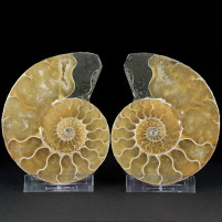 Schönes Ammonitenpaar aus der Kreidezeit von Madagaskar