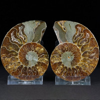 Aufgeschnittenes Ammoniten Paar aus Madagaskar