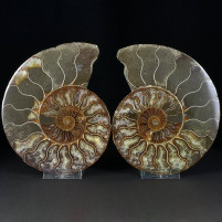 Schönes versteinertes Ammonitenpaar aus Madagaskar