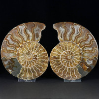 Ausgezeichnetes Ammoniten Paar aus Madagaskar 