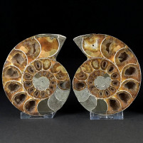 Herrliches versteinertes Ammoniten Paar Desmoceras sp.