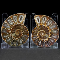Ammoniten Pärchen Phylloceras aus der Kreidezeit
