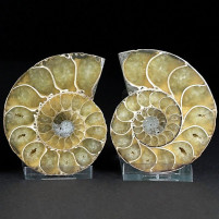 Sehr schönes Ammoniten Paar Desmoceras aus Madagaskar